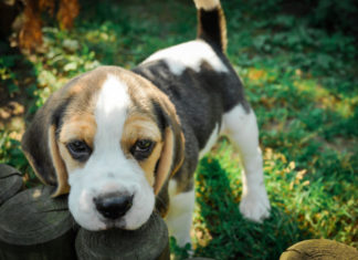 Il Beagle 524 0 047 Beagle